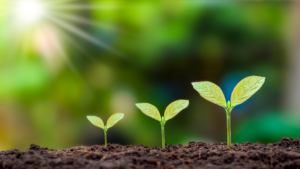 Three small budding plants growing in soil, symbolizing growth and increased brand awareness through effective advertising